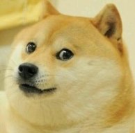doge.jpg
