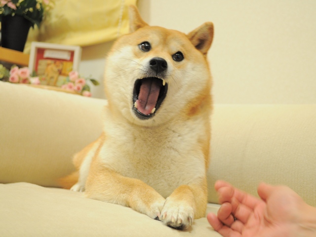 doge.jpg