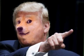 doge.jpg