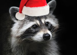 Raccon CHRISTMAS SPIRIT.png