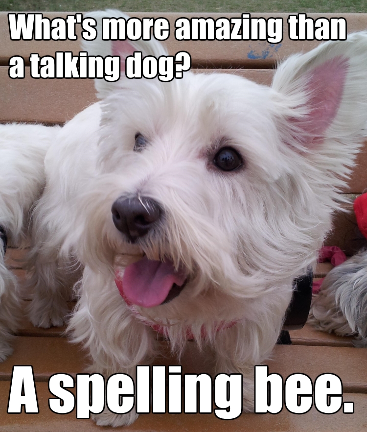 talking-dog.jpg
