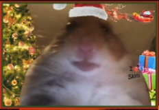 xham.PNG