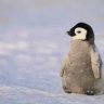 pinguinfan