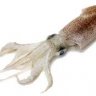 bertram2003