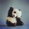 PandaaGaming