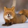 medofox