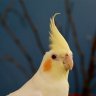 Pollux