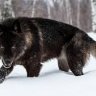 _lonelyWolf