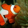 ClownFish2357