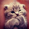 kuba_1616