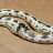 snek